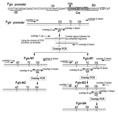 Figure 4 Schematic diagram of the overlap PCRers, and the mixture of two obtained fragments as template, a 630 bp Prepression element, respectively