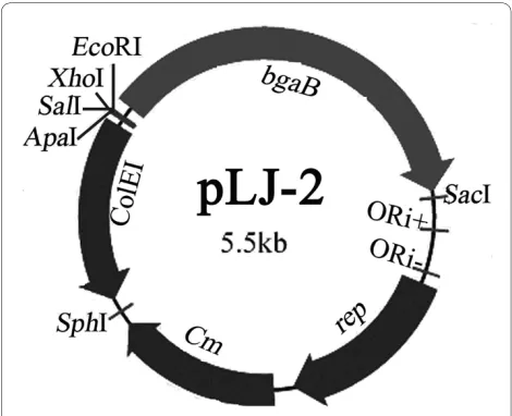 Figure 5 Map of the promoter probe vector pLJ-2. ORI+, ORI- and rep represent the single-strand replication origin, the double strand or-igin and replication protein in B