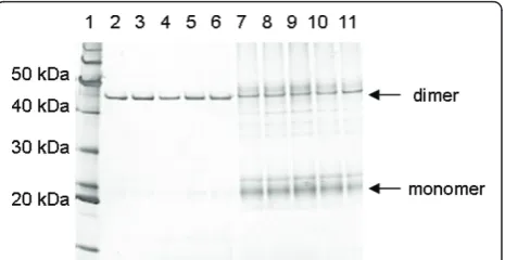 Figure 1 Immunoprecipitation of Fab3H66: consecutive extracellular samples, lanes 7-11: consecutiveintracellular samples