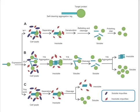Figure 1 Strategies of quick protein expression and purification using self-cleaving aggregation tags