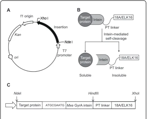 Figure 2 Construction for fusion proteins (target protein-intein-18A/ELK16). (A) Plasmid map