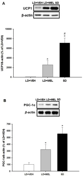 Figure 9: Western Blot analysis of UCP1 and PGC-1α in RWAT A) Percent UCP1 expression.