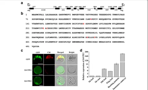 Fig. 1 Sequence analysis, subcellular localization and expression pattern of OsVPE3.OsVPE3 by confocal fluorescent microscopy