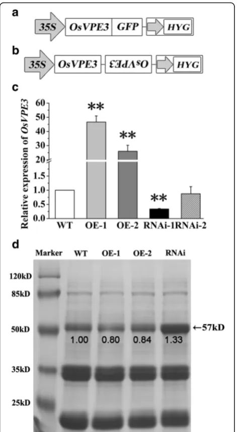 Fig. 2 Generation and analysis of transgenic lines. A diagram ofin WT and transgenic lines