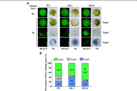 Fig. 5 Suppression of OsVPE3 alleviates vacuole rupture under salt stress. a Protoplasts from WT and transgenic lines were stained with theBCECF-AM vital dye (final concentration = 10 μM) for 2 h and then treated with 100 mM NaCl for 3 h