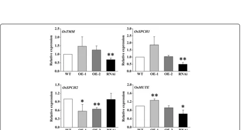 Fig. 6 Fourth leaf width and guard cell size in WT and transgenic lines. a Images of fourth leaves of WT and transgenic lines