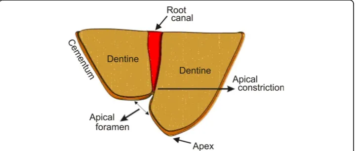 Figure 1 Sketch of the tooth root-terminal structure, illustrating the root apex, apical foramen andthe apical constriction (AC), also known as minor foramen.