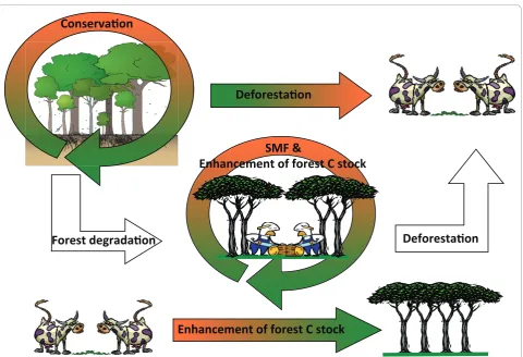 Figure 1 REDD+ forest related activities. In this figure arrows show the carbon budget behaviour of the potential activities