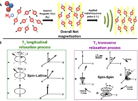 Figure 1.3 The relaxivity process of excited proton nuclei during MRI scans. The two proton nuclei relaxation processes are b) T1 longitudinal relaxation time and T2 transverse relaxation time occur after a) an applied radiofrequency in presence of a magne
