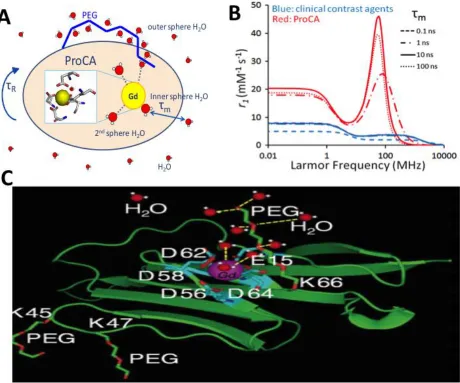 Figure 1.4 Schematic representation of the factors that affect a contrast agent’s relaxation properties