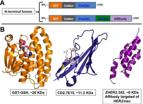 Figure 3.1 The schematic representation of the GST-tag ProCA1 and ProCA1.affi342. The N-terminal fusion is a) the typical tag design used for GST-fusion partners