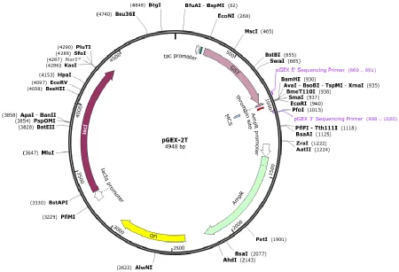 Figure 3.4 The commercially available pGEX-2T plasmid vector [55] has a GST promoter site before the Eco RI site