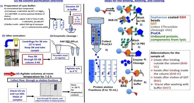 Figure 3.5 The scheme for GS-4B column purification of GST-tagged ProCA1 variants. All ProCA1 variants are purified by using the four steps illustrated above for the GST-tag purification method and the sample abbreviations are indicated on the right panel 