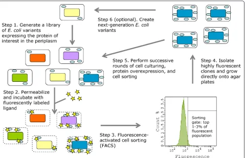 Figure 1 Periplasmic expression with cytometric sorting (PECS) for enhanced recombinant protein expression