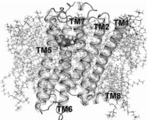 Figure 2-1) which serve as the core structural element of all GPCRs.  These alpha helices alter their 