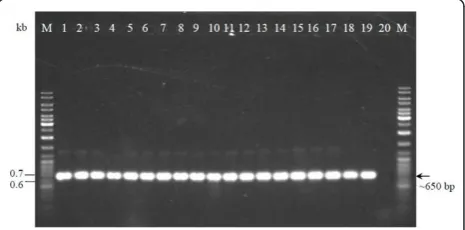 Figure 1 PCR-amplified partial 16S rRNA gene using P1 and P4primers. Lane M: GeneRuler™ DNA Ladder Mix (Fermentas); Lanes1 to 17: milk isolates; Lane 18: L