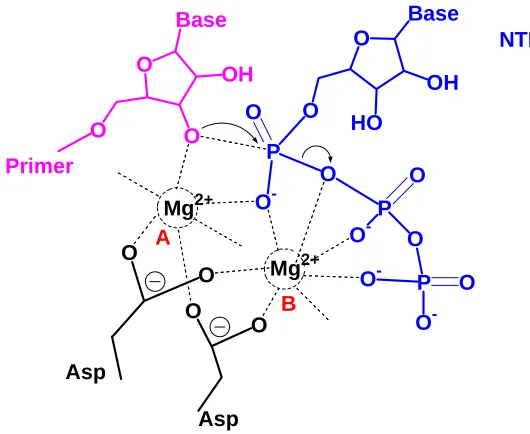 Figure 1.2. T7 RNA polymerase polymerization mechanism 