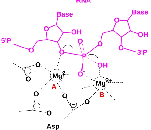 Figure 1.3. RNase H cleavage mechanism 