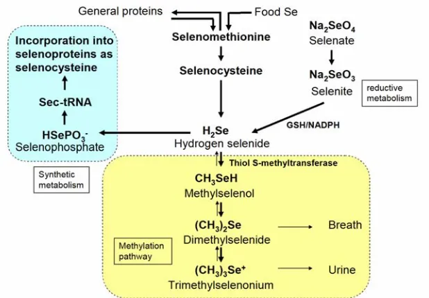 Figure 1.6. Selenium metabolism pathways 