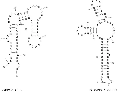 Figure 2.3. Predicted secondary structure of WNV terminal stem-loop SL (-) and 