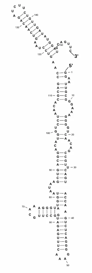 Figure 2.4. Secondary structure of P4-P6 domain of group I intron  