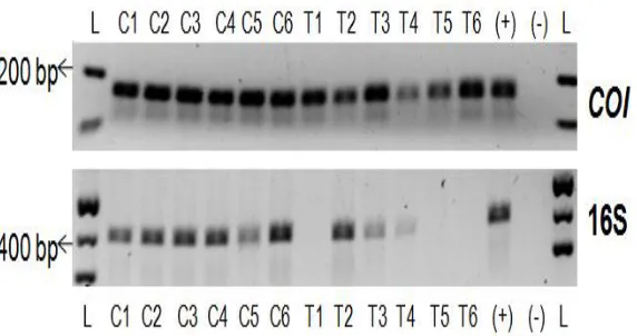 Figure 2:  Confirmation of symbionts in B. neritina colonies. PCR using COI and 16S rDNA primers on B