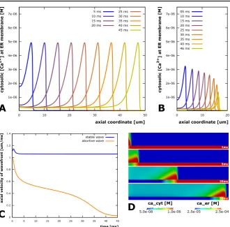 Fig. 2 Propagation of stable and abortive calcium waves. (a smaller ER radius of 0.11 µm)