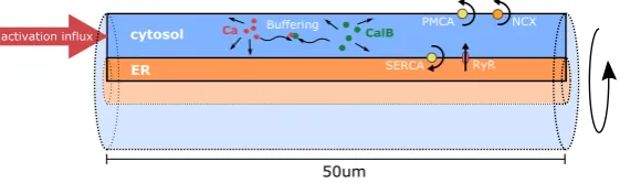 Fig. 1 Simulation domain and model components. The domain for all simulations of this study was acylindrical dendrite 50 µm in length with variable radius containing a centrally positioned cylindricalER of variable radius