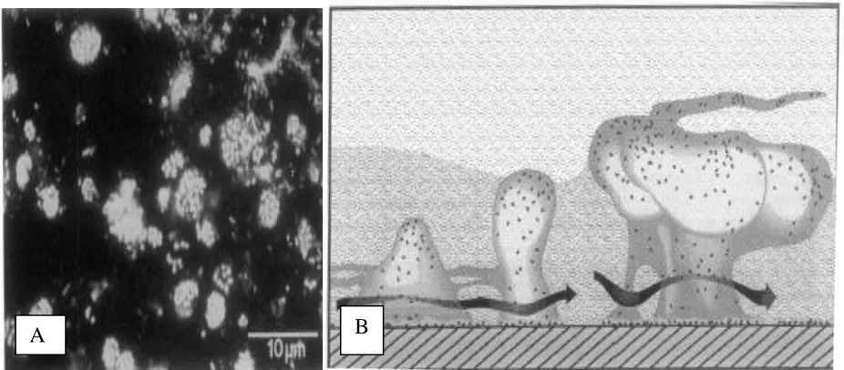 Figure 3: Biofilms.  A) Mixed colony biofilm from Bow River Alberta, Canada; B) Diagram of a biofilm: Notice the following features:  mushroom structures, thick polysaccharide matrix, excessive channels, well hydrated channels, directed flow (allowing for 