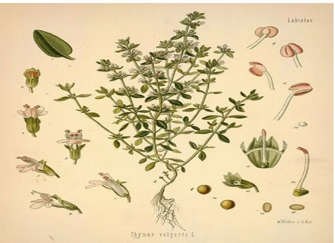 Figure 10:  Thymus vulgaris. (Grieve, 1995) 