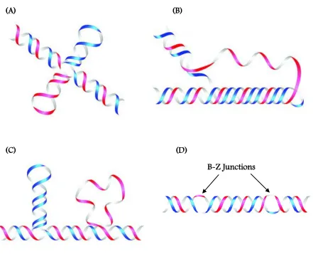 Figure 1.1: Some non-B DNA conformations commonly adopted by DNA. (A) cruciforms, (B) triplexes, (C) slipped structures, and (D) Left-handed Z-DNA
