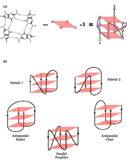 Figure 1.2: Organization of a G-Quadruplex (A), and some commonly observed intramolecular 