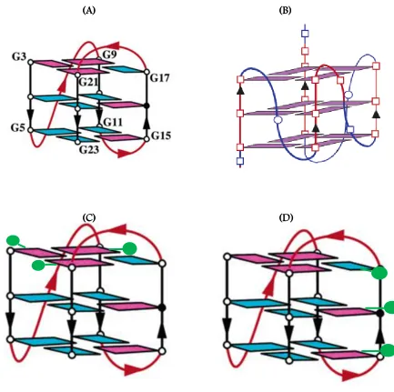 Figure 2.2: Folding patterns of different quadruplex-forming motifs: Tel24 [32] (A), c-myc [40] 
