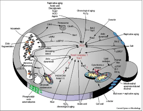 Figure 2: Apoptosis pathways in Yeast. 