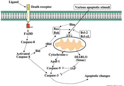 Figure 3: Intrinsic and extrinsic pathway of apoptosis. 