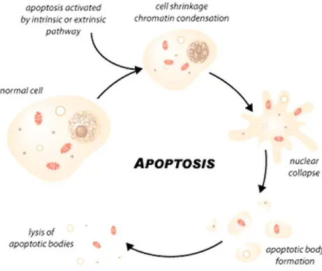 Figure 4: Apoptotic cell death. 