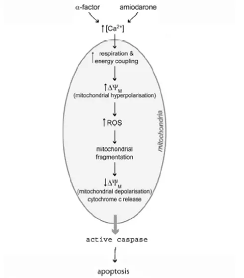 Figure 5: Mitochondria in yeast apoptosis. 