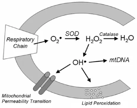 Figure 6: Mitochondria permeability transition during apoptosis. 
