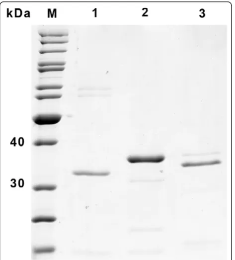 Figure 3 Effect of different culture media on HT186-D11production. SDS-PAGE of single step purified scFvs fromperiplasmic extractions of P