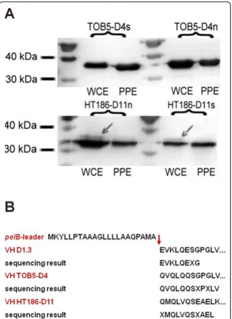 Figure 4 Periplasmic export of scFvs and signal peptideA minor fraction of incomplete N-terminal processing (cleavage ofthe 22 amino acidof HT186-D11 whole cell extracts (arrows)