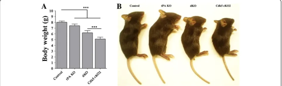 Figure 2 Generation of Cdk5 cKO2; tPA KO (dKO) mice. (A) Body weights of 17-day-old mice of four different genotypes