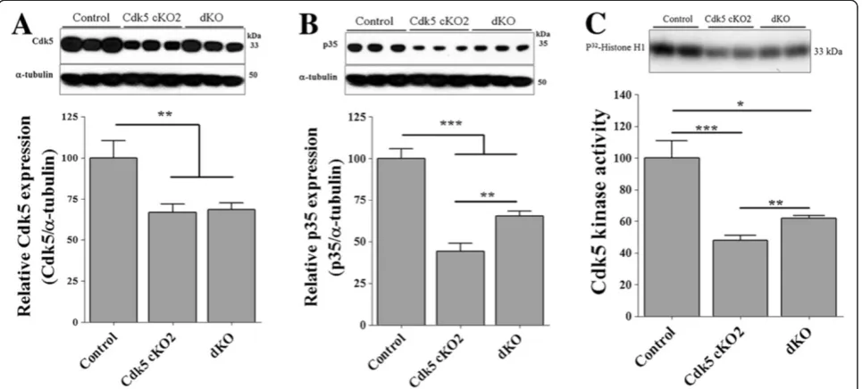 Figure 4 Decreased Cdk5 and p35 protein expression and Cdk5 activity in the brain of Cdk5 cKO2 and dKO mice