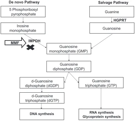 Figure 2 Mechanism of action – Inhibition of de novo pathway of purine synthesis by mycophenolate mofetil.Abbreviations: HGPRT, hypoxanthine-guanine phosphoribosyl; IMPDH, inosine monophosphate dehydrogenase.