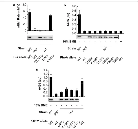 Fig. 1 Secreted proteins adopt functional conformations. Activity or ELISA signal is given for samples analyzed from the culture supernatant