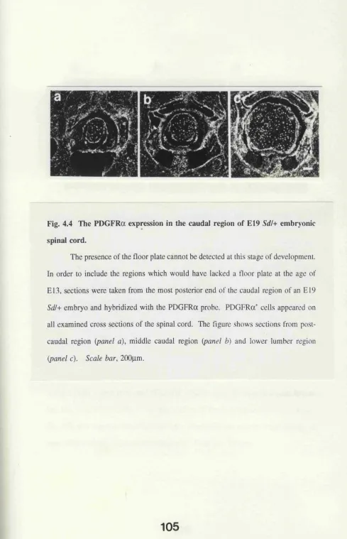 Fig. 4.4 The PDGFRa expression in the caudal region of E19 Sdh embryonic 