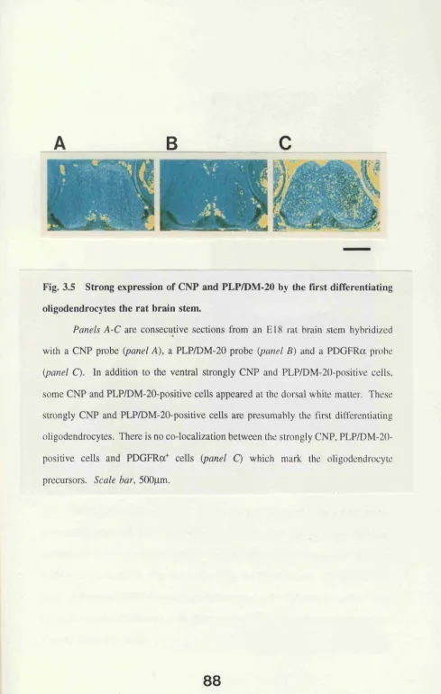 Fig. 3.5 Strong expression of CNP and PLP/DM-20 by the first differentiating 