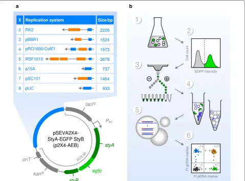 Fig. 1 Design of plasmid vectors and experimental strategy. styrene monooxygenase (a Genetic map of p2X4-AEB plasmid vector series