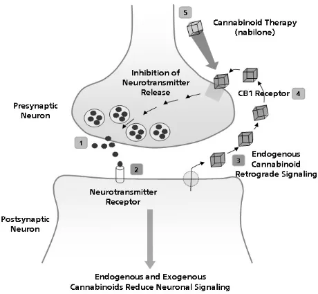 Figure 1 The mechanism of action of cannabinoids. The innate cannabinoid system inhibits release of neurotransmitters via a multi-step retrograde signaling pathway