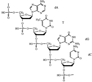 Figure 1.1. The primary structure of DNA showing the four common bases.