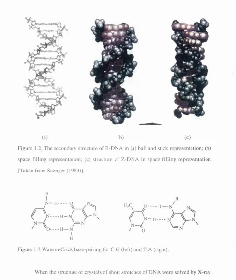 Figure 1.3 Watson-Crick base-pairing for C:G (left) and T:A (right).